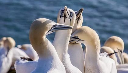 开云体育-字母哥狂砍37+10阿夫迪亚22分 希腊晋级八强