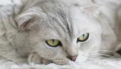 Kaiyun 开云体育官网-U23亚洲杯预选赛:中国队首战2比1险胜东帝汶队